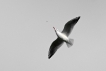 Oiseaux Mouette rieuse (Chroicocephalus ridibundus)