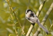 Oiseaux Mésange à longue queue (Aegithalos caudatus)