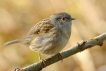 Oiseaux Accenteur mouchet (Prunella modularis)