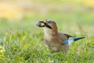 Oiseaux Geai des chènes (Garrulus glandarius)