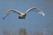 Oiseaux Cygne tuberculé (Cygnus olor)