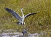 Oiseaux Héron cendré (Ardea cinerea)