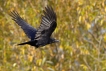  Corneille noire (Corvus corone)