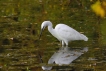 Oiseaux Aigrette garzette (Egretta garzetta)