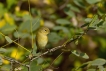 Oiseaux Pouillot véloce (Phylloscopus collybita)