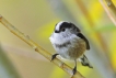 Oiseaux Mésange à longue queue (Aegithalos caudatus)