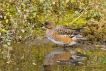 Oiseaux Canard siffleur (Mareca penelope)