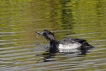 Oiseaux Fuligule morillon (Aythya fuligula)