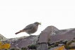 Oiseaux Rougequeue noir (Phoenicurus ochruros)