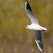 Oiseaux Mouette rieuse (Chroicocephalus ridibundus)