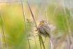 Oiseaux Rouge-gorge familier (Erithacus rubecula)