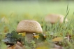 Autres Lépiote brun rose (lepiota brunneoincarnata)