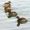 Oiseaux Grèbe castagneux (Tachybaptus ruficollis)