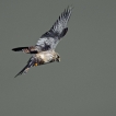 Oiseaux Faucon crécerelle (Falco tinnunculus)