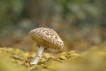 Autres Coulemelle (Macrolepiota procera)