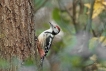 Oiseaux Pic mar (Dendrocoptes medius)