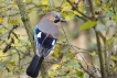 Oiseaux Geai des chènes (Garrulus glandarius)