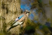 Oiseaux Geai des chènes (Garrulus glandarius)