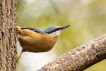 Oiseaux Sittelle torchepot (Sitta europaea)