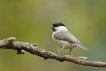 Oiseaux Mésange nonnette (Poecile palustris)