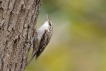 Oiseaux Grimpereau des jardins (Certhia brachydactyla)