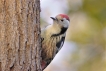 Oiseaux Pic mar (Dendrocoptes medius)