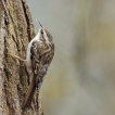 Oiseaux Grimpereau des jardins (Certhia brachydactyla)