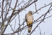 Oiseaux Faucon crécerelle (Falco tinnunculus)