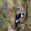 Oiseaux Geai des chènes (Garrulus glandarius)