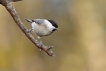 Oiseaux Mésange nonnette (Poecile palustris)