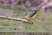 Oiseaux Bergeronnette des ruisseaux (Motacilla cinerea)