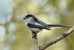 Oiseaux Mésange à longue queue (Aegithalos caudatus)