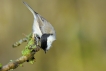 Oiseaux Mésange nonnette (Poecile palustris)