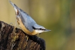 Oiseaux Sittelle torchepot (Sitta europaea)