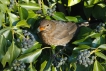 Oiseaux Merle noir (Turdus merula)