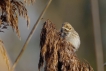 Oiseaux Bruant des roseaux (Emberiza schoeniclus)