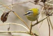 Oiseaux Roitelet triple bandeau (Regulus ignicapilla)