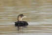 Oiseaux Plongeon imbrin (Gavia immer)