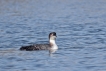 Oiseaux Plongeon imbrin (Gavia immer)