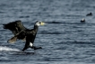 Oiseaux Grand cormoran (Phalacrocorax carbo)