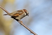 Oiseaux Moineau domestique (Passer domesticus)