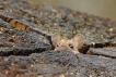 Mammifères Mulot sylvestre (Apodemus sylvaticus)