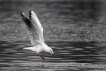 Oiseaux Mouette rieuse (Chroicocephalus ridibundus)