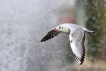 Oiseaux Mouette rieuse (Chroicocephalus ridibundus)