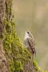 Oiseaux Grimpereau des jardins (Certhia brachydactyla)