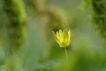 Flore Ficaire fausse-renoncule (Ficaria verna)