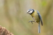 Oiseaux Mésange bleue (Cyanistes caeruleus)