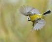 Oiseaux Mésange bleue (Cyanistes caeruleus)