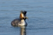 Oiseaux Grèbe huppé (Podiceps cristatus)