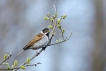 Oiseaux Bruant des roseaux (Emberiza schoeniclus)